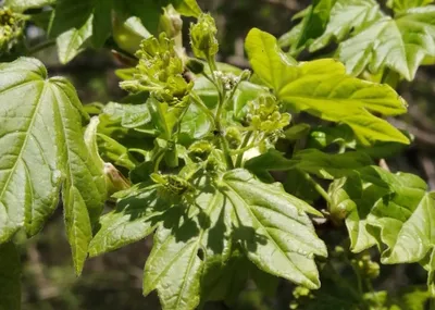 Клён серебристый (Acer saccharinum) - PictureThis