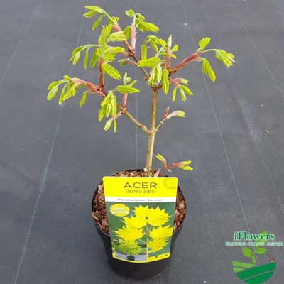 🌱 Клен дланевидный Atropurpureum по цене от 2700 руб: саженцы, крупномеры  - купить в Москве с доставкой - интернет-магазин Все Сорта
