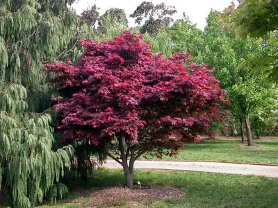 Клен дланевидный (Acer palmatum) купить по цене 6500 рублей от питомника  саженцев и растений Центросад | Фото и консультация по уходу