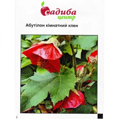 Клен японский веерный Atropurpureum, декоративный, бонсай, кадочное семена  купить недорого