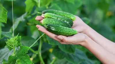 Мужской И Женский Цветок Огурца Cucumis Sativus — стоковые фотографии и  другие картинки Огурец - Огурец, Цветок, Азия - iStock