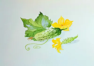 Огурцы в теплице желтеют: как формировать огурцы фото, как прищипывать,  можно ли обрезать листья огурцов, почему одни желтые цветы - 15 июля 2023 -  74.ru