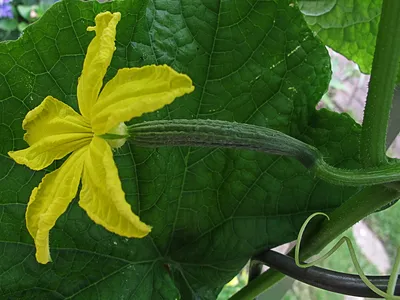 цветок огурца выходит белизна Стоковое Фото - изображение насчитывающей  зеленый, свеже: 25468974