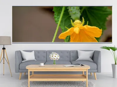 Рогатый цветок огурца :: Объектив: Sony 100 mm f/ 2.8 Macro - тестовая  фотография :: Lens-Club.ru