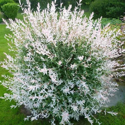 Ива золотистоволосистая (Salix sepulcralis)