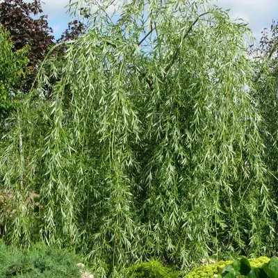 Цветущая ива и кукушкин лён.