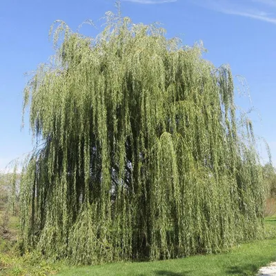 Ива белая плакучая Тристис Salix Tristis 14/16 купить в ЦМП