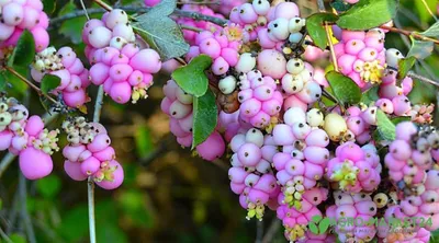 Список красиво цветущих кустарников для тенистого сада |Agro-Market24