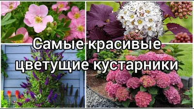 Які квітучі чагарники посадити на ділянці
