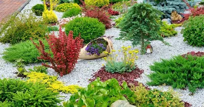 Декоративные лиственные кустарники фото и названия