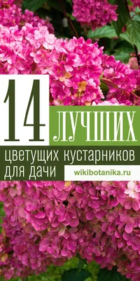 Красивые цветущие растения для сада: 22 сорта, фото, советы какие цветы  цветут в мае, июне, июле, августе, цветы для влажных и сырых мест | Houzz  Россия