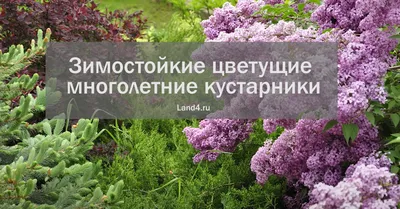 Декоративные кустарники и хвойные на вашем участке