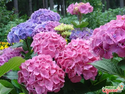 Цветущие кустарники - топ10 | Rose of sharon tree, Hibiscus tree, Rose trees