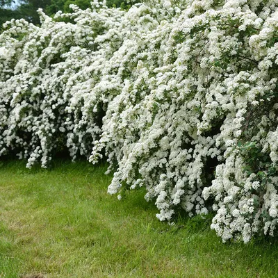 Купить декоративные кустарники (цветущие) и деревья для сада, дачи в Минске