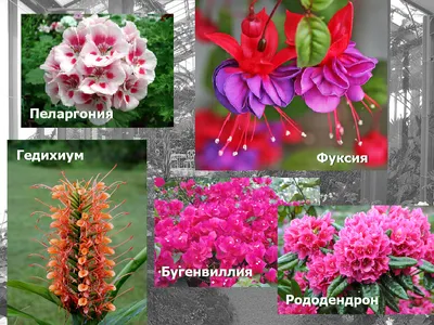 Лучшие лианы для беседок и пергол | Plantas enredaderas, Plantas  trepadoras, Trepadoras