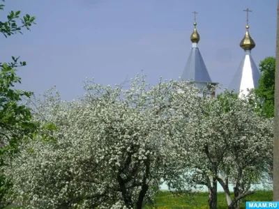 Цветущий яблоневый сад, белые крупные…» — создано в Шедевруме