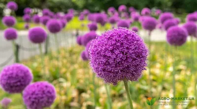 Посадка аллиума: как правильно выращивать декоративный лук - Agro-Market
