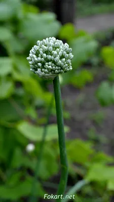 Лук декоративный Azureum - Лук - GardenPlants