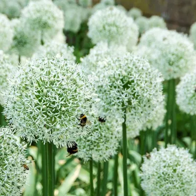 Декоративный лук Марс - большая упаковка! - 10 шт - – Garden Seeds Market |  Бесплатная доставка