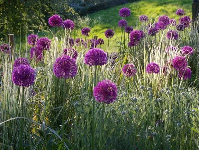 Розовый цветущий лук Фетисова Allium fetisowii Stock Photo | Adobe Stock