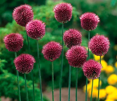 Розовый цветущий лук Барщевского Allium barsczewskii из Тянь-Шаня,  Кыргызстан, Центральная Азия Stock Photo | Adobe Stock