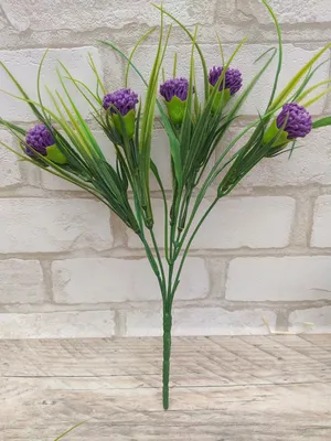 Лук декоративный (Аллиум) голубой / (Allium caeruleum) - Аллиумы  (Декоративные луки) - купить недорого аллиум в Москве в интернет-магазине  Сад вашей мечты
