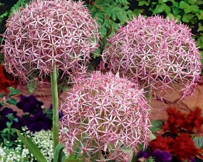 Лук декоративный \"Остара\" - 10 луковиц. - – Garden Seeds Market |  Бесплатная доставка