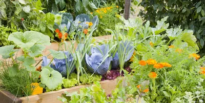 Овощи, пряные травы, цветы.. Какие из них хорошо растут на одной грядке? 11  примеров | Семена декоративных растений для сада и дома | Дзен