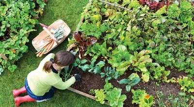 Декоративный огород, или как выращивать цветы и овощи на одной грядке |  Упражнения и похудение | Постила