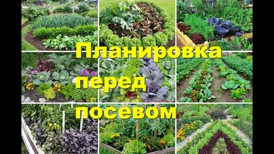 Совместимость посадки: что с чем сажать на огороде - Agro-Market