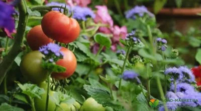 Какие овощи нельзя выращивать на одной грядке | Tohum, Brüksel, Brüksel  lahanası