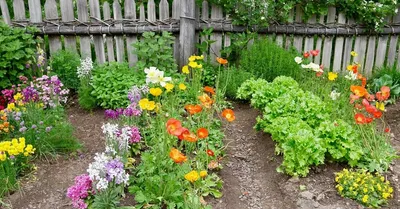 Декоративный огород, или как выращивать цветы и овощи на одной грядке | На  грядке (Огород.ru)