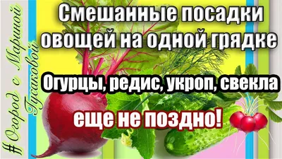 А вы знали? Почему всегда следует сажать цветы на грядке с овощами - статьи  и советы на Furnishhome.ru