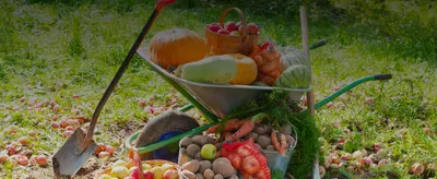Совместимость овощей на грядке при посадке: таблицы и схемы посадки | ivd.ru
