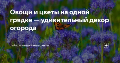 Что посадить на грядке: что можно сажать на одной грядке, из чего сделать  дорожки, чем дешево огородить грядки - 1 мая 2023 - 45.ru