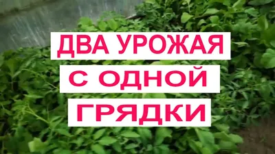 Испортите урожай: какие овощи нельзя сажать рядом на грядке - МЕТА