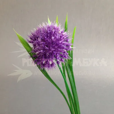 Цветок зеленого лука стоковое фото. изображение насчитывающей макрос -  194177424