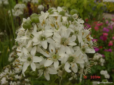 Цветы Лука Луки С Цветами Allium Schoenoprasum Бавария Германия Европа —  стоковые фотографии и другие картинки Ароматический - iStock