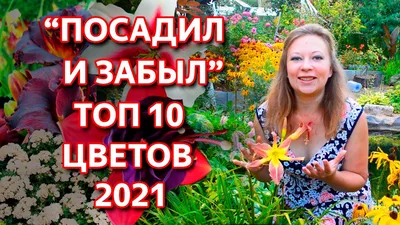 Каталог Цветов для Дачи (240+ Фото с Названиями ) - ModernPlace.ru | Идеи  для садового дизайна, Современное садоводство, Клумбы