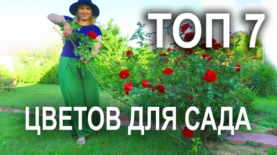 Маркировка: Комнатные цветы в детском саду и школе