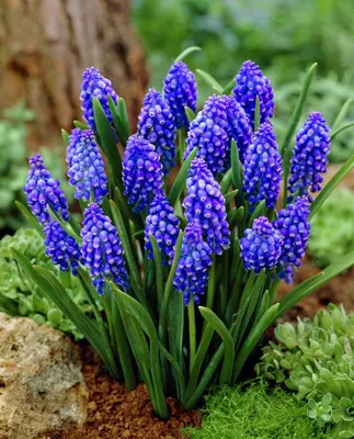 Розы в саду 🥀🥀 | Garden design, Garden, Plants