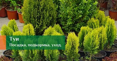 Туи. Посадка, подкормки, обработки, уход. - Советы от питомника и садового  центра Гавриш