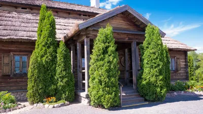 Туи для живой изгороди: какие подходят и как их купить