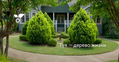 Туя западная Смарагд (карандаш) – Питомник декоративных растений Розовый сад  Краснодарский край, крупномеры, кустарники, доставка растений для садов,  декоративные деревья, ландшафтный дизайн