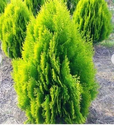 Живая изгородь из туи западной Смарагд (Thuja occidentalis 'Smaragd'),  Брабант (Thuja occidentalis 'Brabant')– элегантная защита Ваших загородных  владений — Статьи | Интернет-магазин Елки-Ели