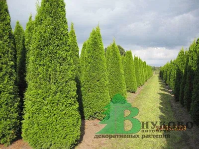 Посадка туй вдоль забора: как красиво посадить, расстояния, 65 фотопримеров  | ivd.ru