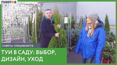 Подсветка домов и фасадов, ландшафтное освещение территорий - Туи – живые  архитектурные формы в саду. Редкий сад обходит без этих вечнозеленых  красавиц, они прекрасно сохраняют декоративный эффект зимой и летом,  многообразны в