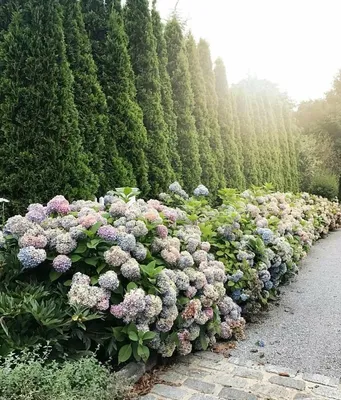 Туя Смарагд Экстра 🌲 по лучшей цене 2500 руб. в Москве - купить саженцы туи  Smaragd Extra в питомнике «Зеленый Рай»