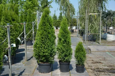 Бонсай Туя Смарагд 🌳 по лучшей цене 95000 руб. в Москве - купить саженцы  туи Бонсай Смарагд в питомнике «Зеленый Рай»