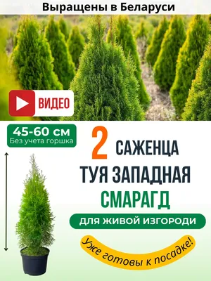 Саженцы Туи смарагд - купить с доставкой из питомника